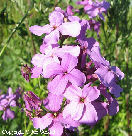 Hesperis matronalis, tarhaillakkko
